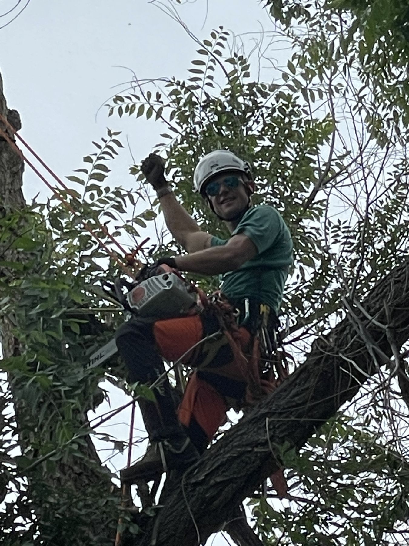 ISA certified arborist pruning a mature tree canopy with a top-handle saw in Boulder, CO
