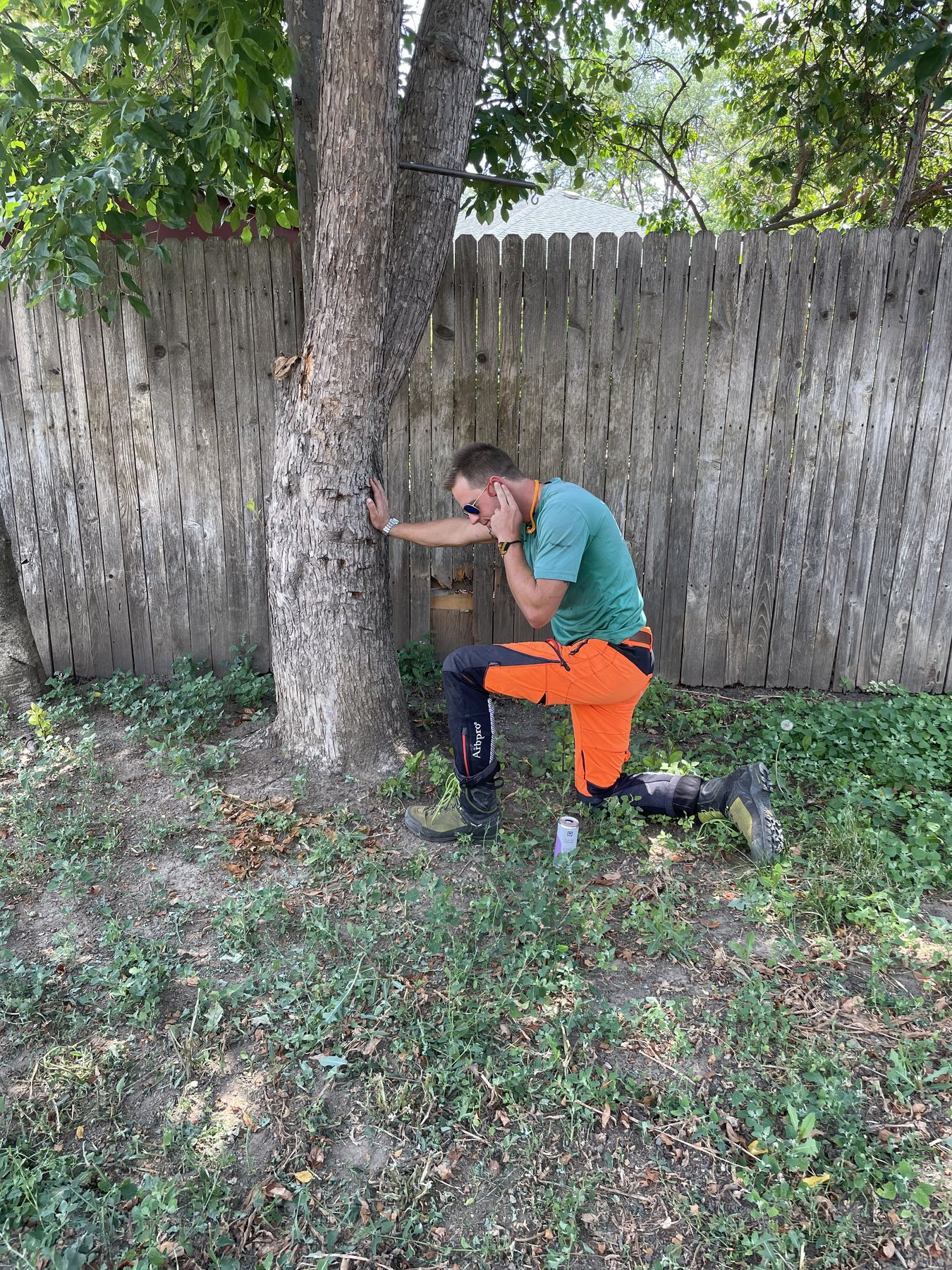 Arborist treating a tree at the root flare during a plant health care visit