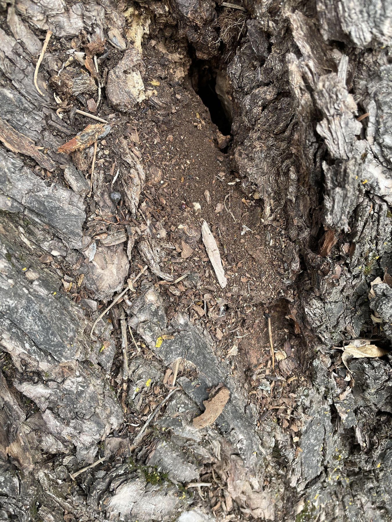 Close-up of damaged ash bark, a sign of emerald ash borer activity