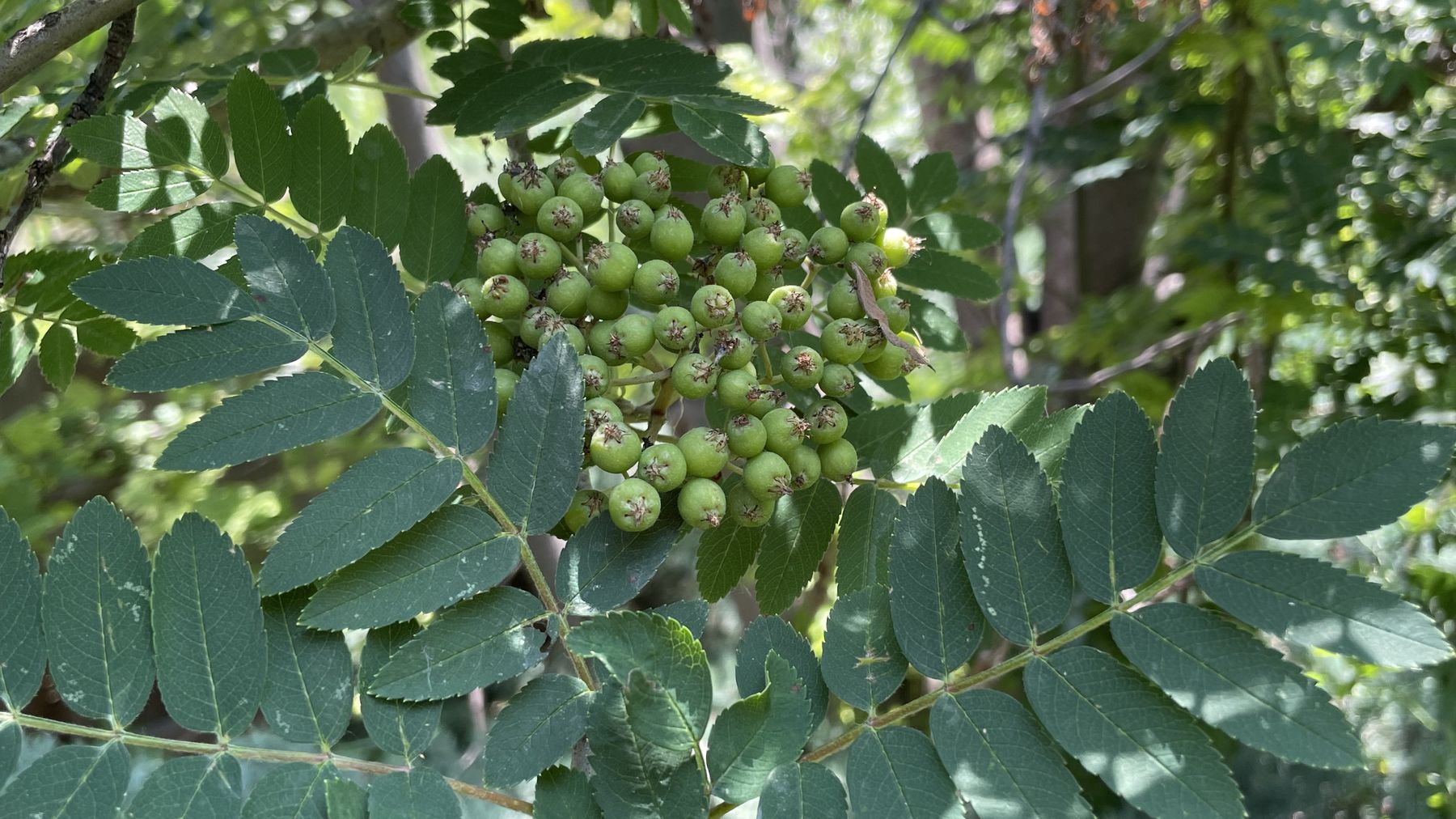 Ash tree compound leaves, useful for identifying ash trees at risk from emerald ash borer