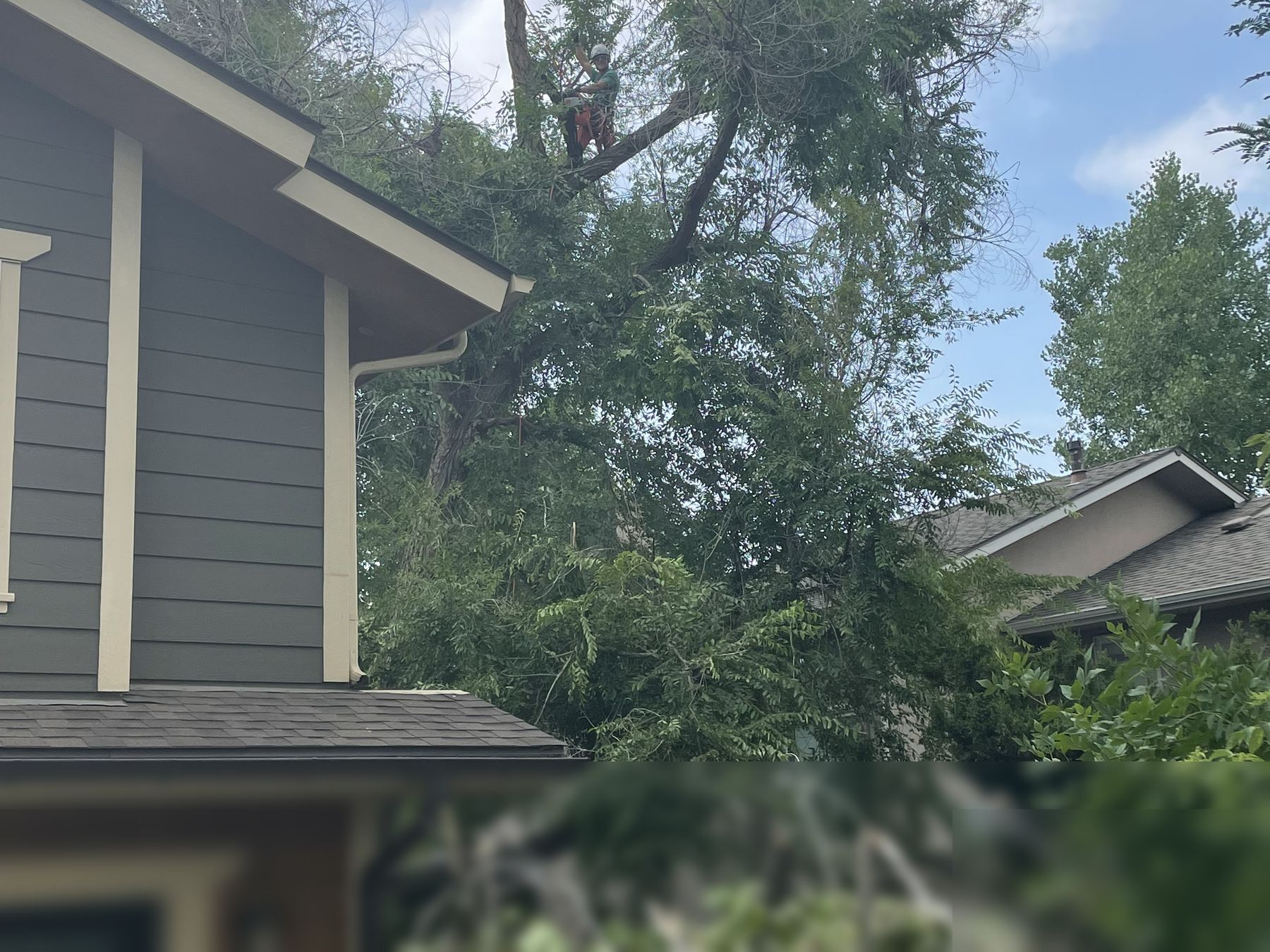 Backyard tree removal with brush ready for chipping in Superior, CO
