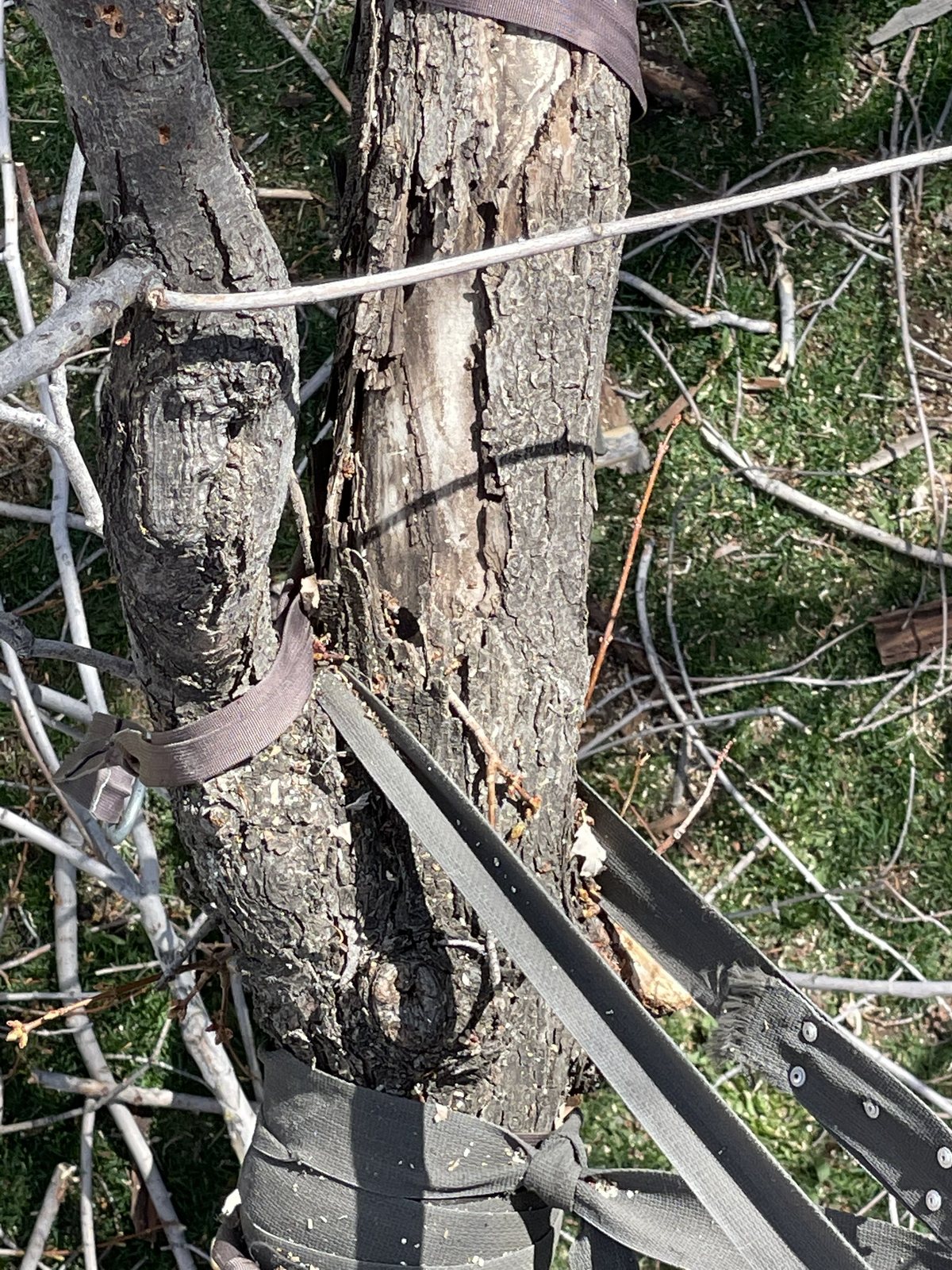 Split codominant union temporarily bound with straps before a support system is installed
