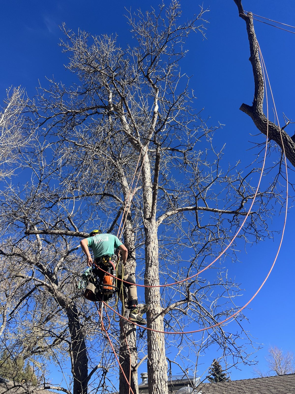 Climber high in a dormant canopy on rigging lines above a rooftop