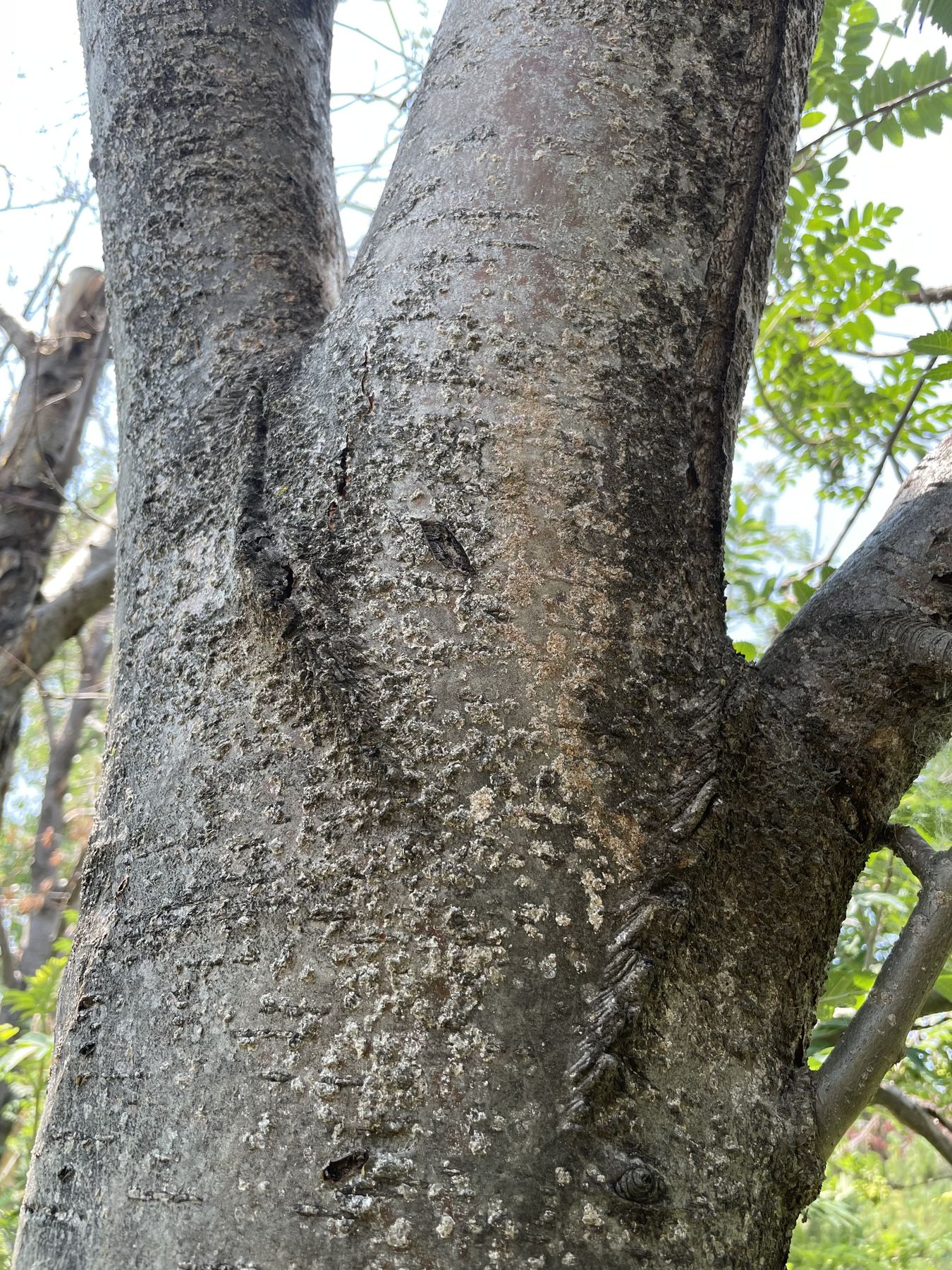 Co-dominant trunk union, a common candidate for cabling and bracing