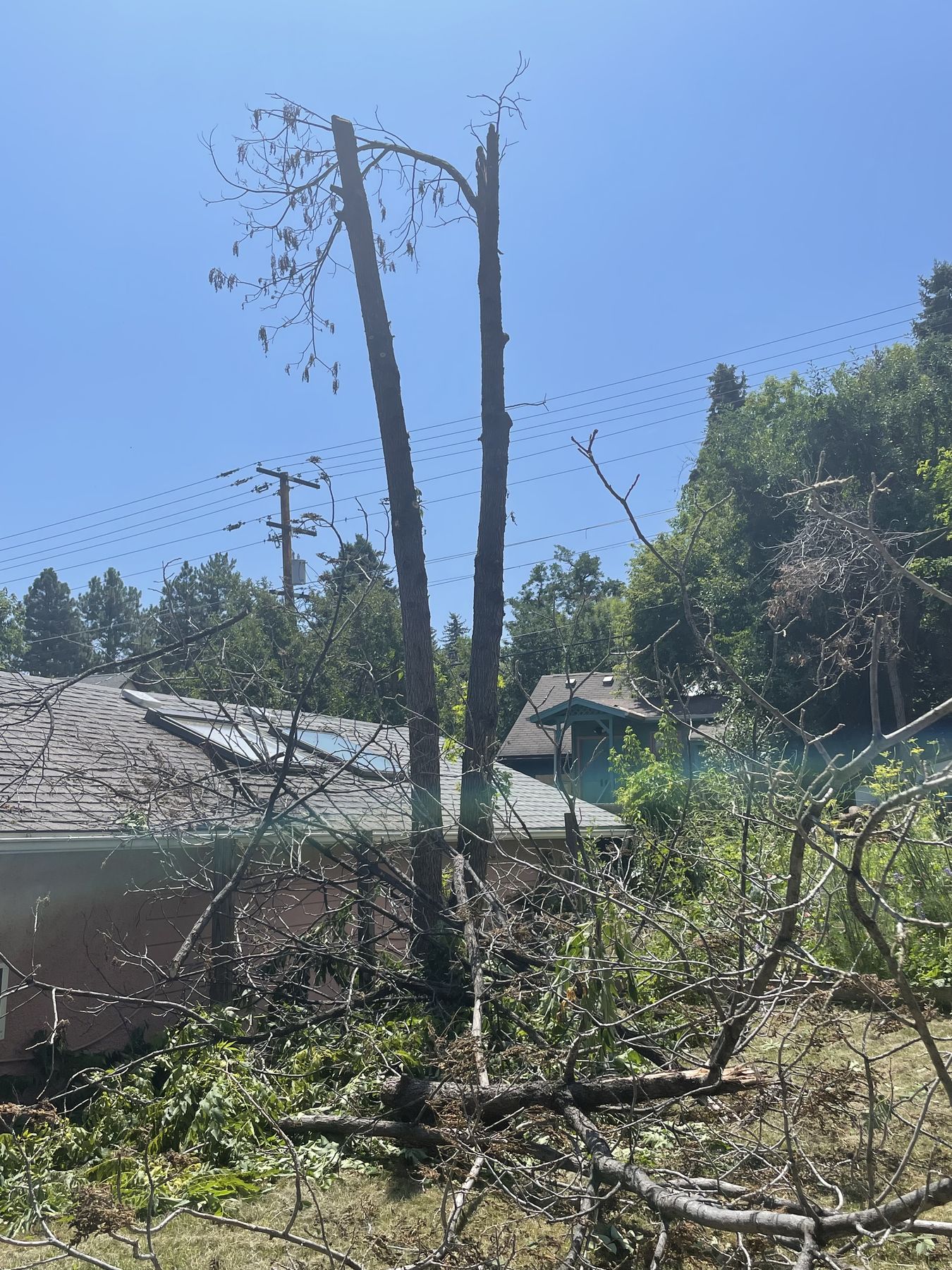 Dead, declining tree flagged during a tree risk assessment