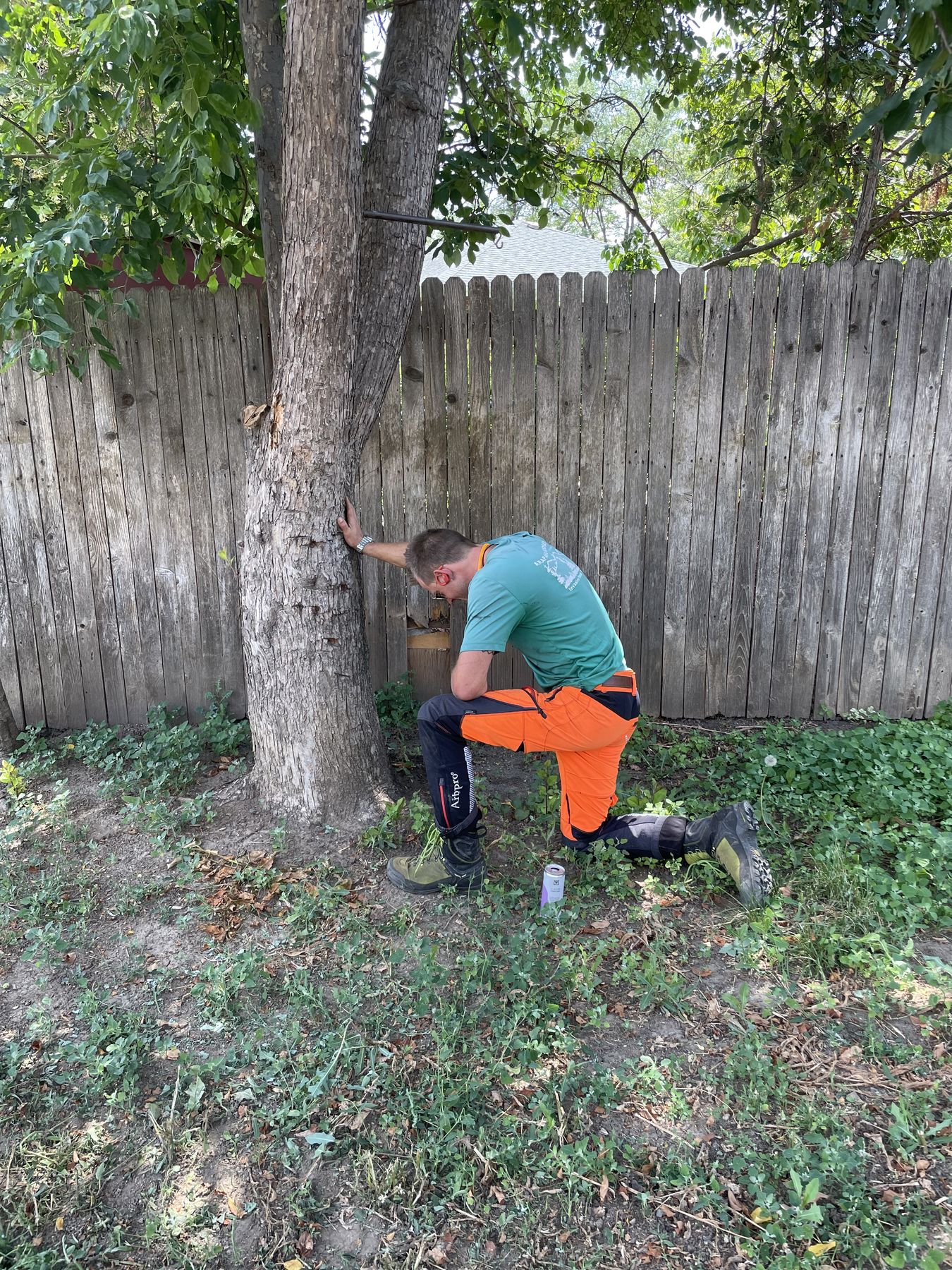 Treating an ash tree for emerald ash borer in Boulder County
