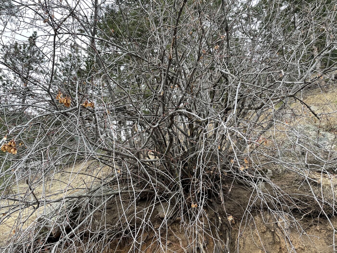 Tree removal — felling a mature tree safely near a home
