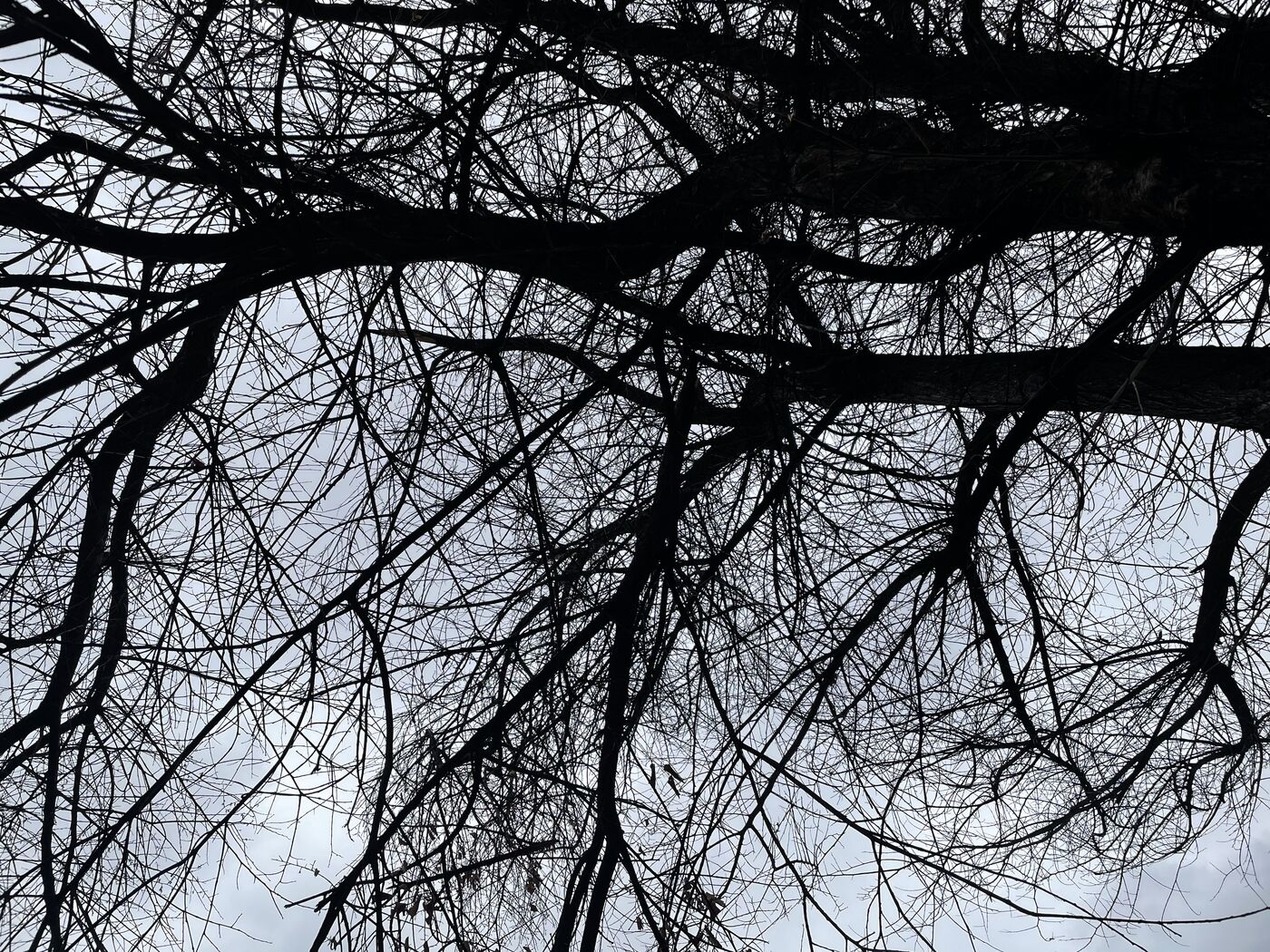 ISA certified arborist ascending with rope and saddle