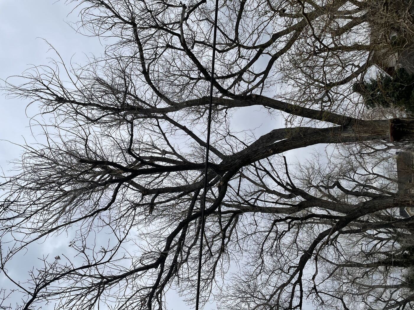 Active tree work scene with crew on site