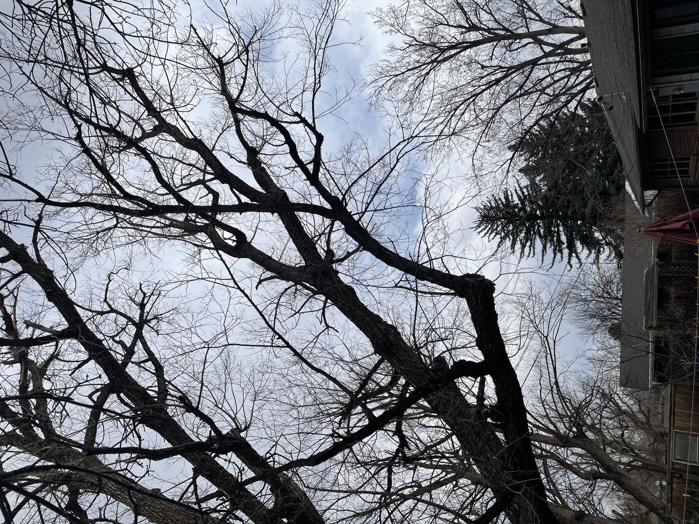 Climber rigging branches for controlled lowering