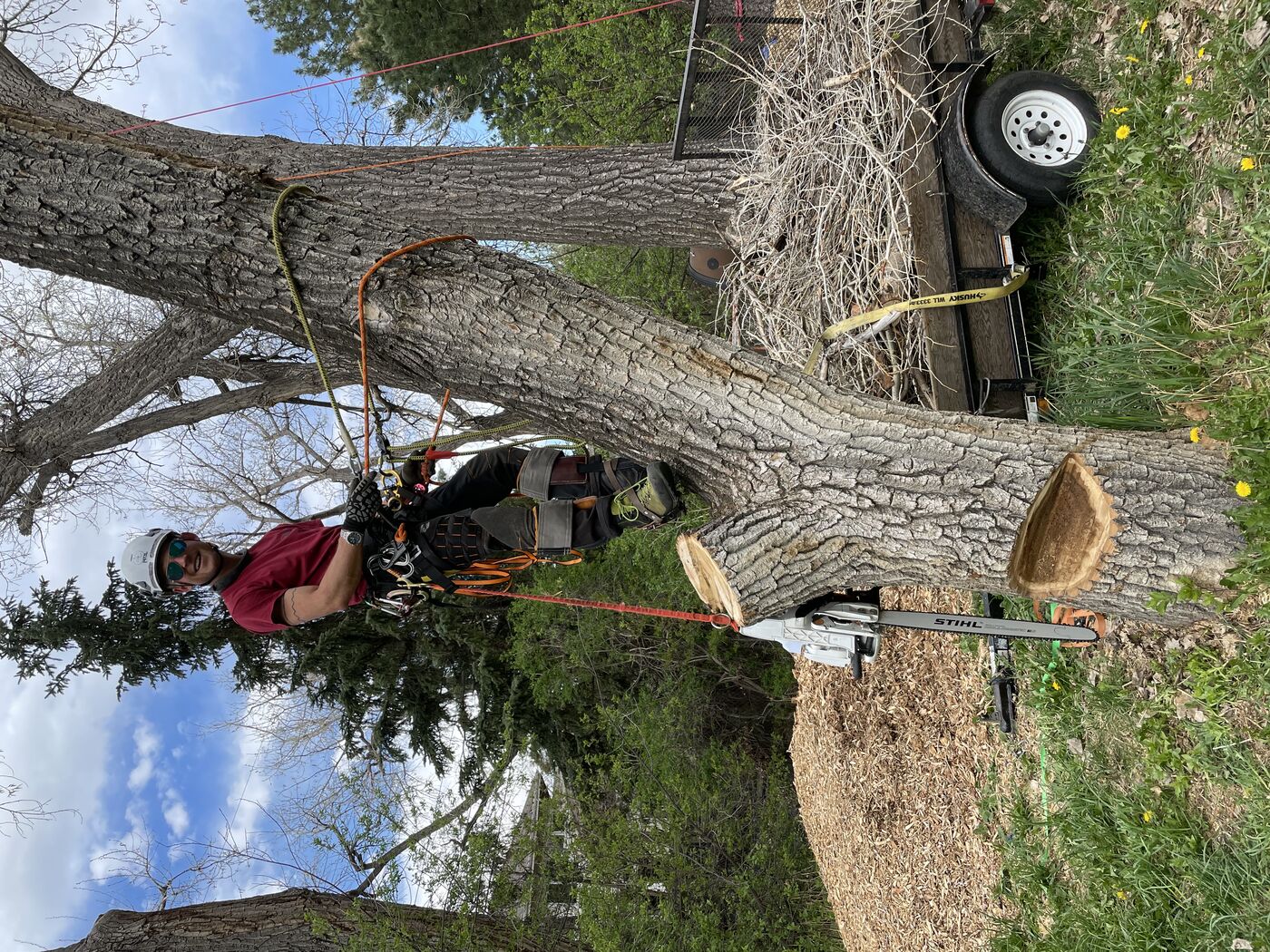 Large tree removal in progress on a Boulder property