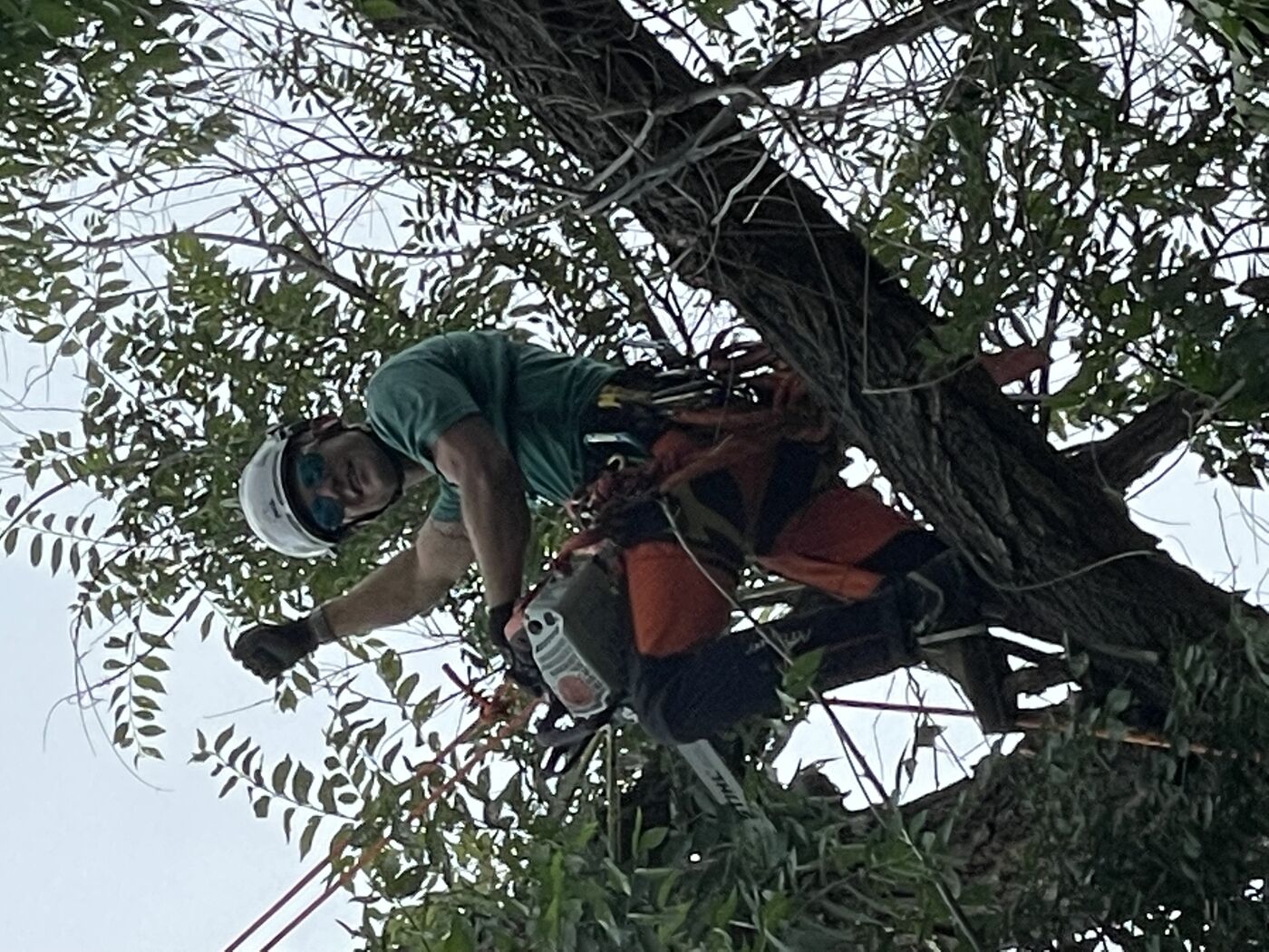 Close-up detail of tree work — pruning cut quality