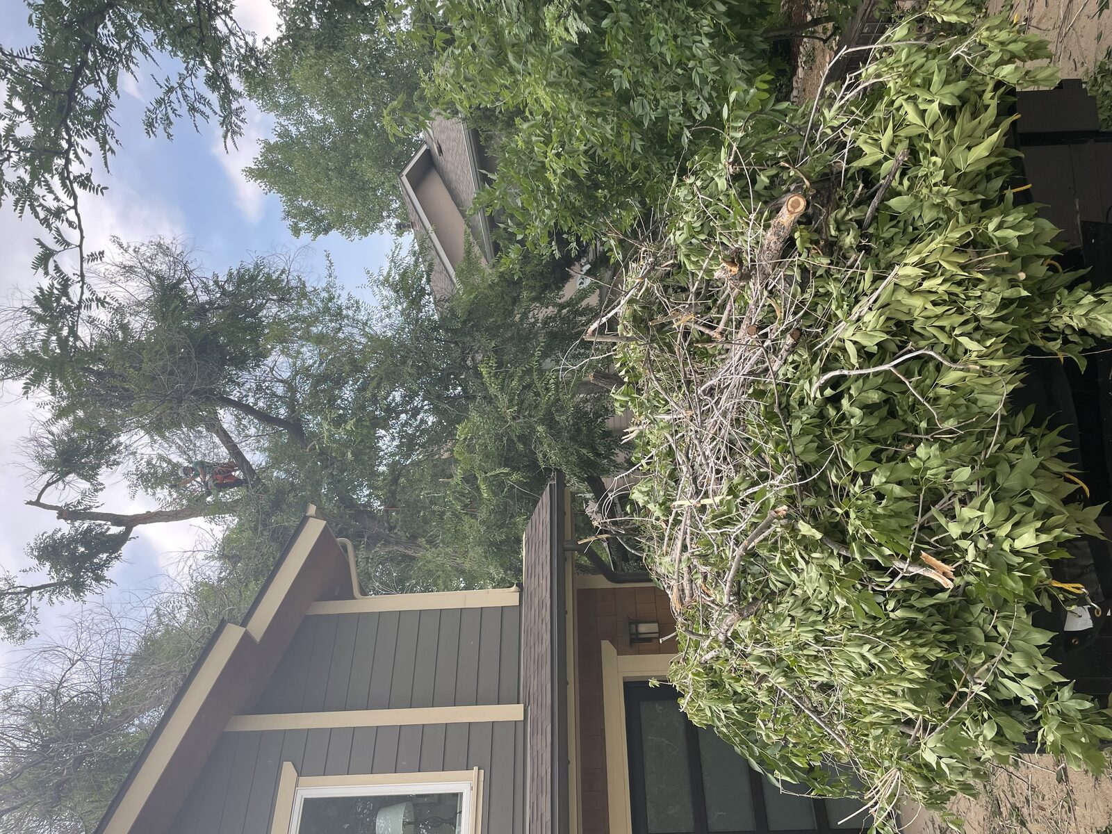 Climber in the upper canopy with a loaded brush trailer below