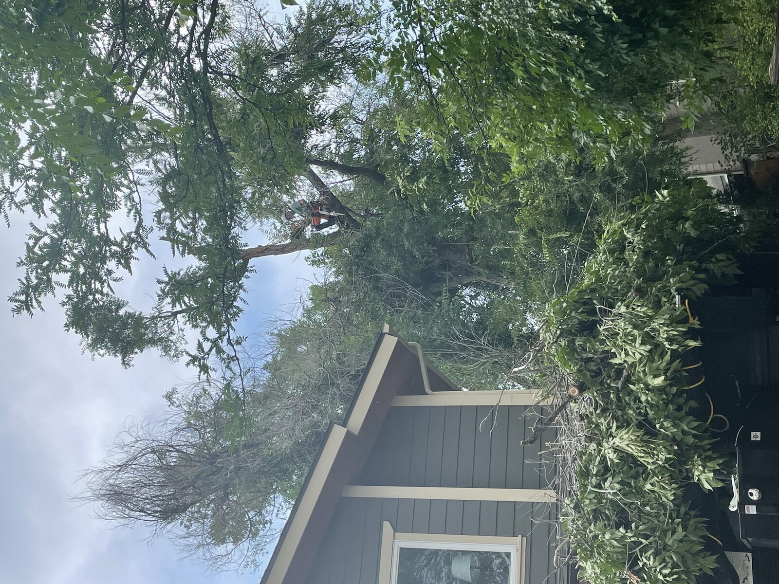 Arborist working in the canopy above a house — deadwood removal