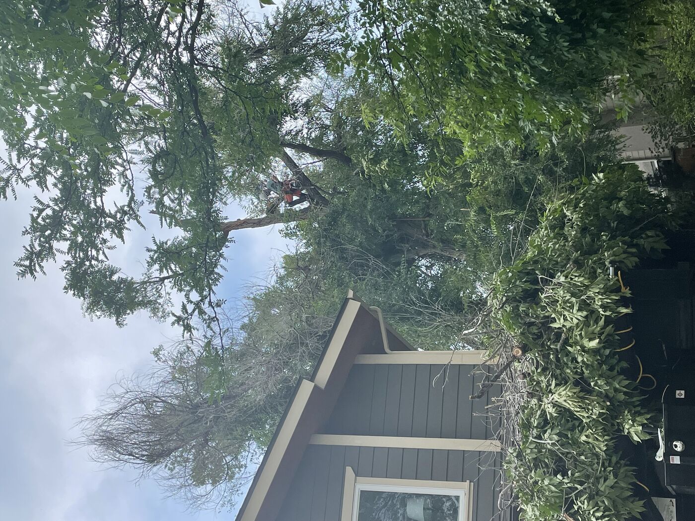 Trunk and root collar inspection — tree health assessment