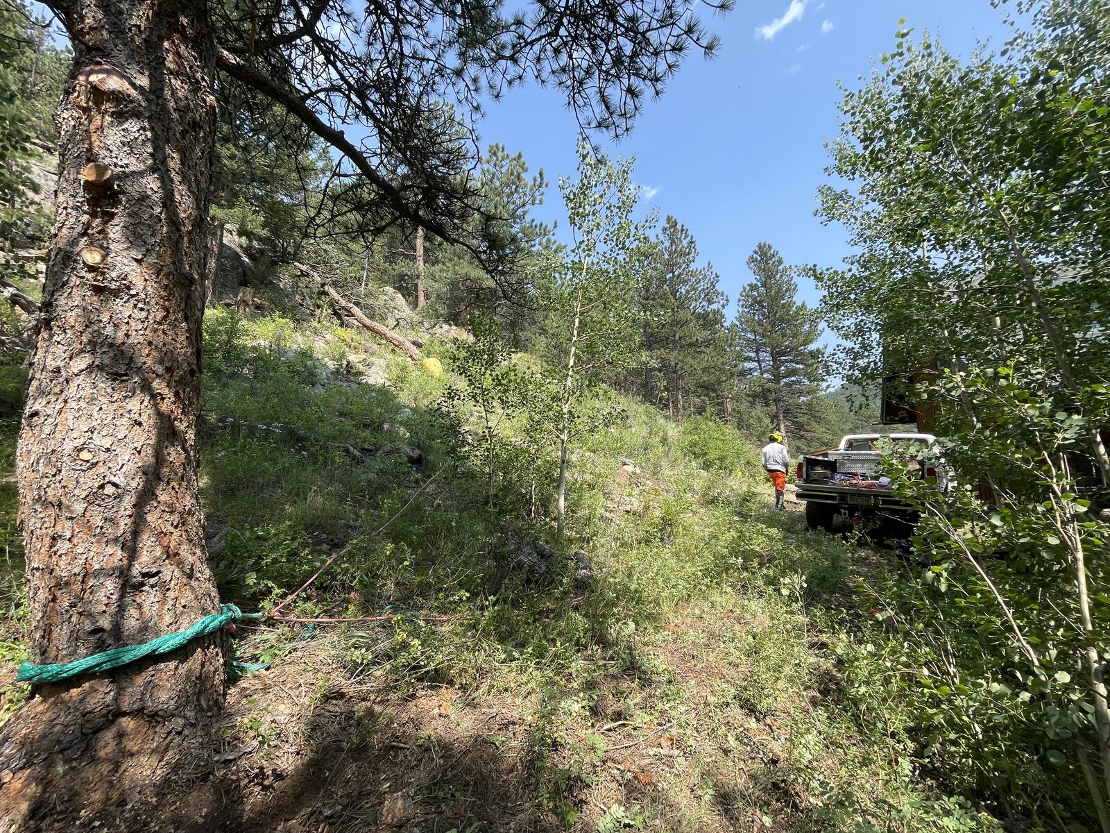 Crew member with rigging line at a tree removal job site