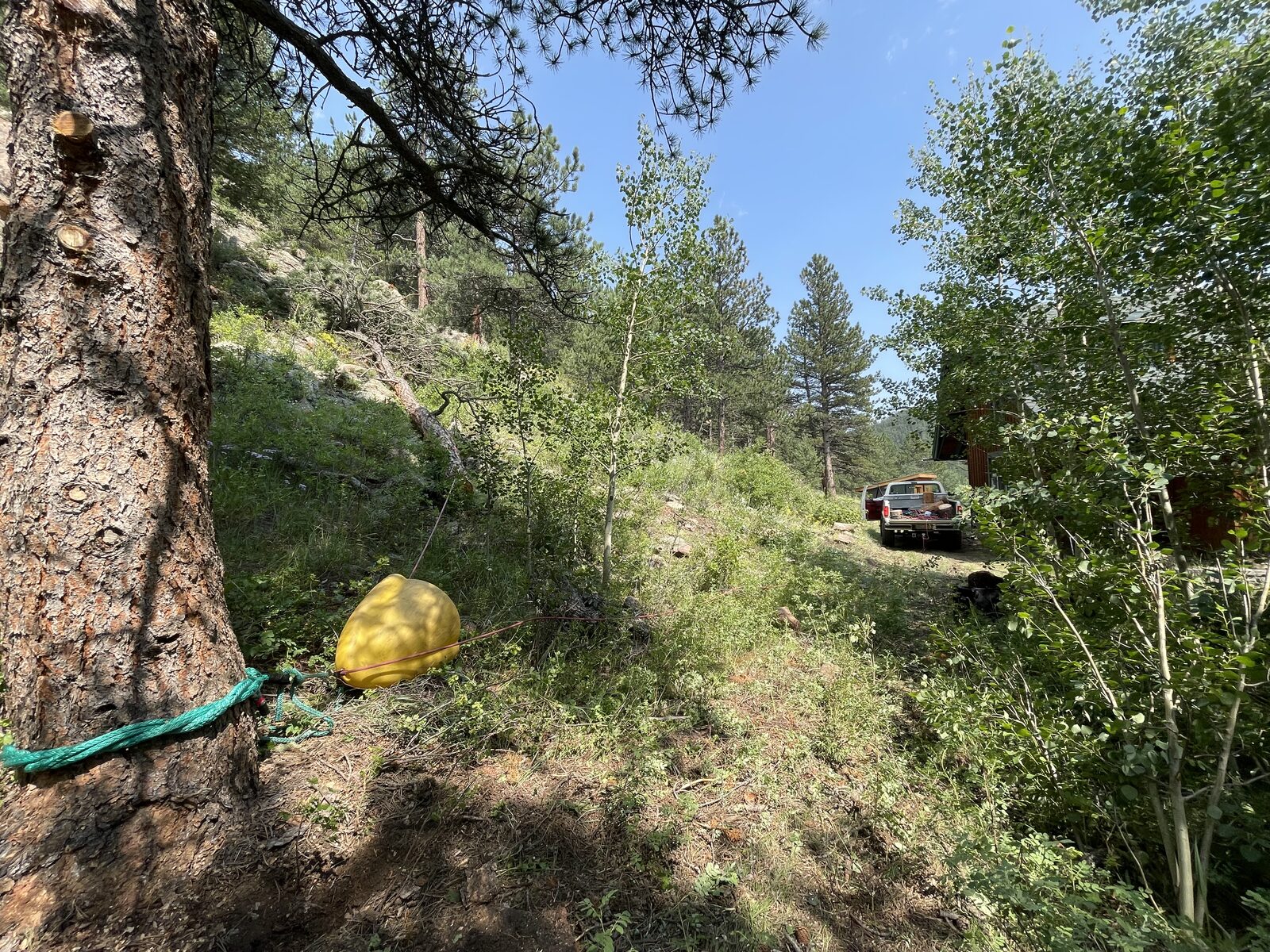 Rigging line anchored to a pine trunk with throw bag — controlled lowering setup