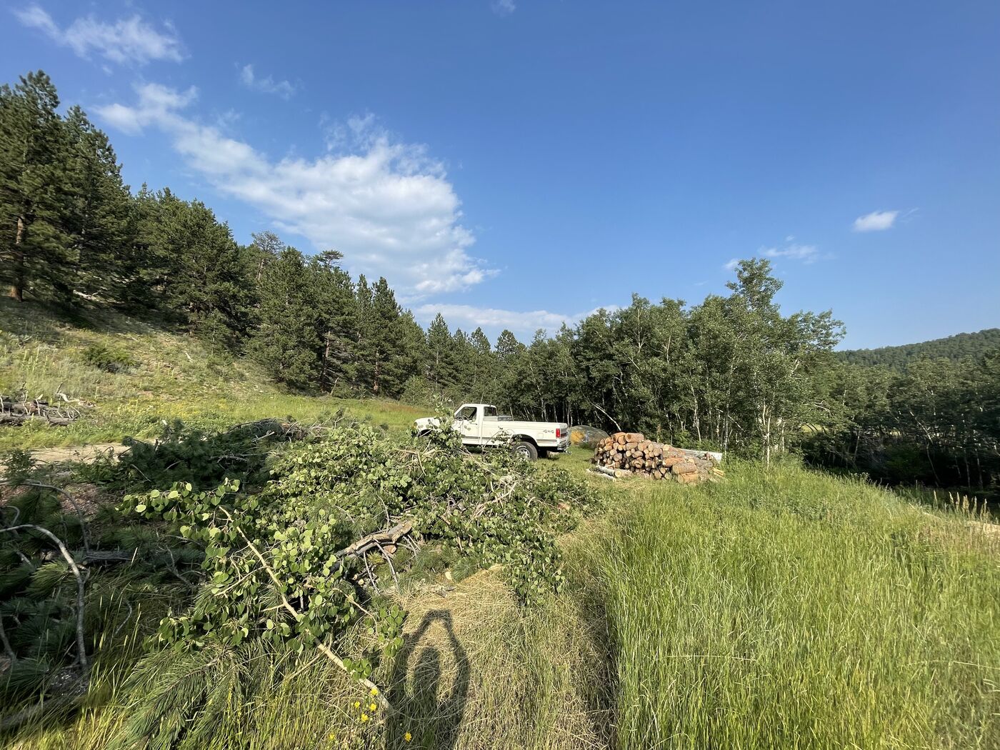 Tree pruning — deadwood and crown thinning work