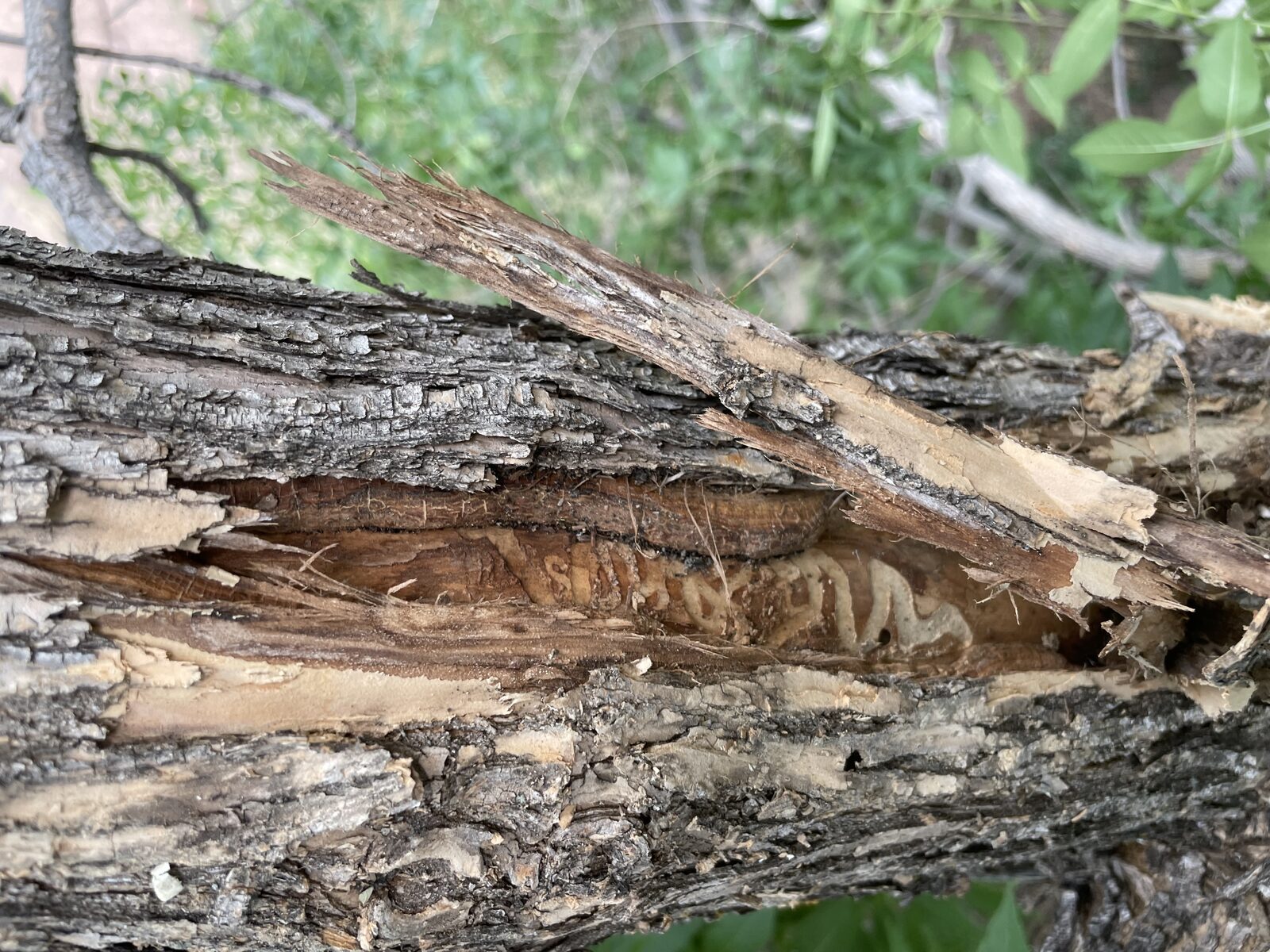 Emerald ash borer galleries revealed under peeled bark — tree health diagnostic