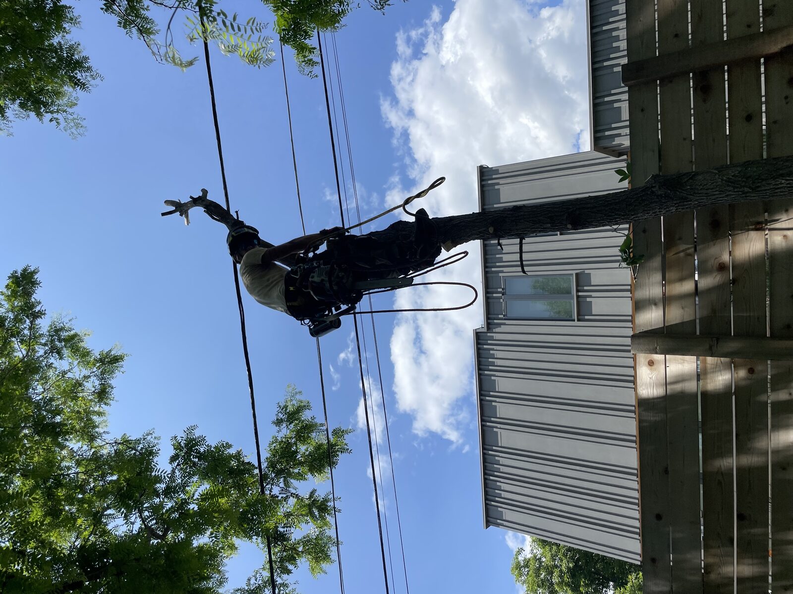 Arborist on a spar pole removing a tree section near utility lines