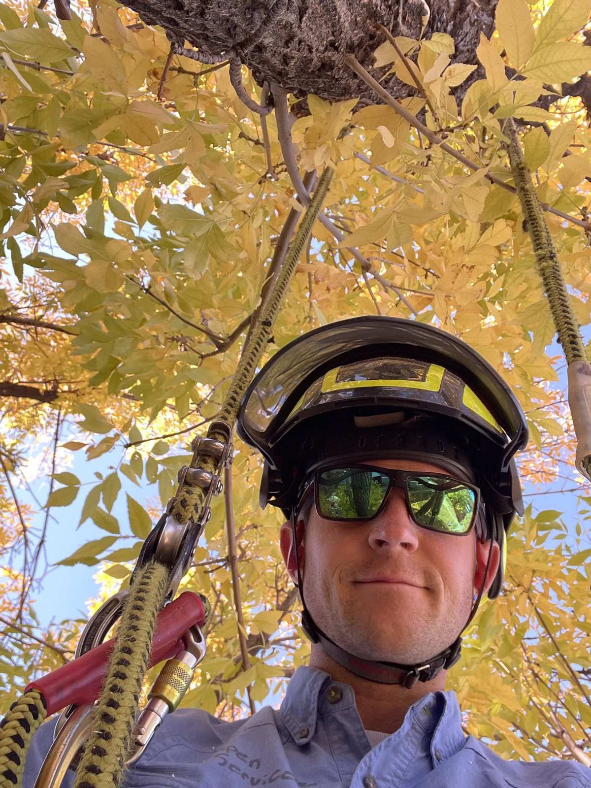 On rope inside a golden autumn ash canopy