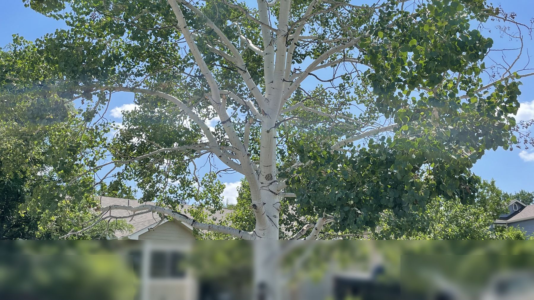 Healthy shade tree in a Boulder front yard during the dry season