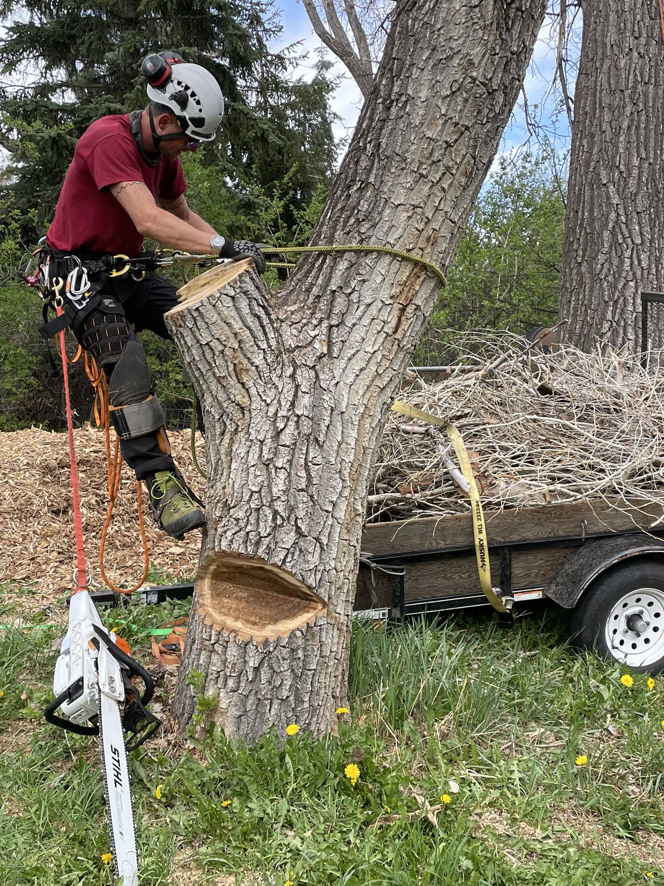 Tree removal sequence step 1: climber sectioning a cottonwood