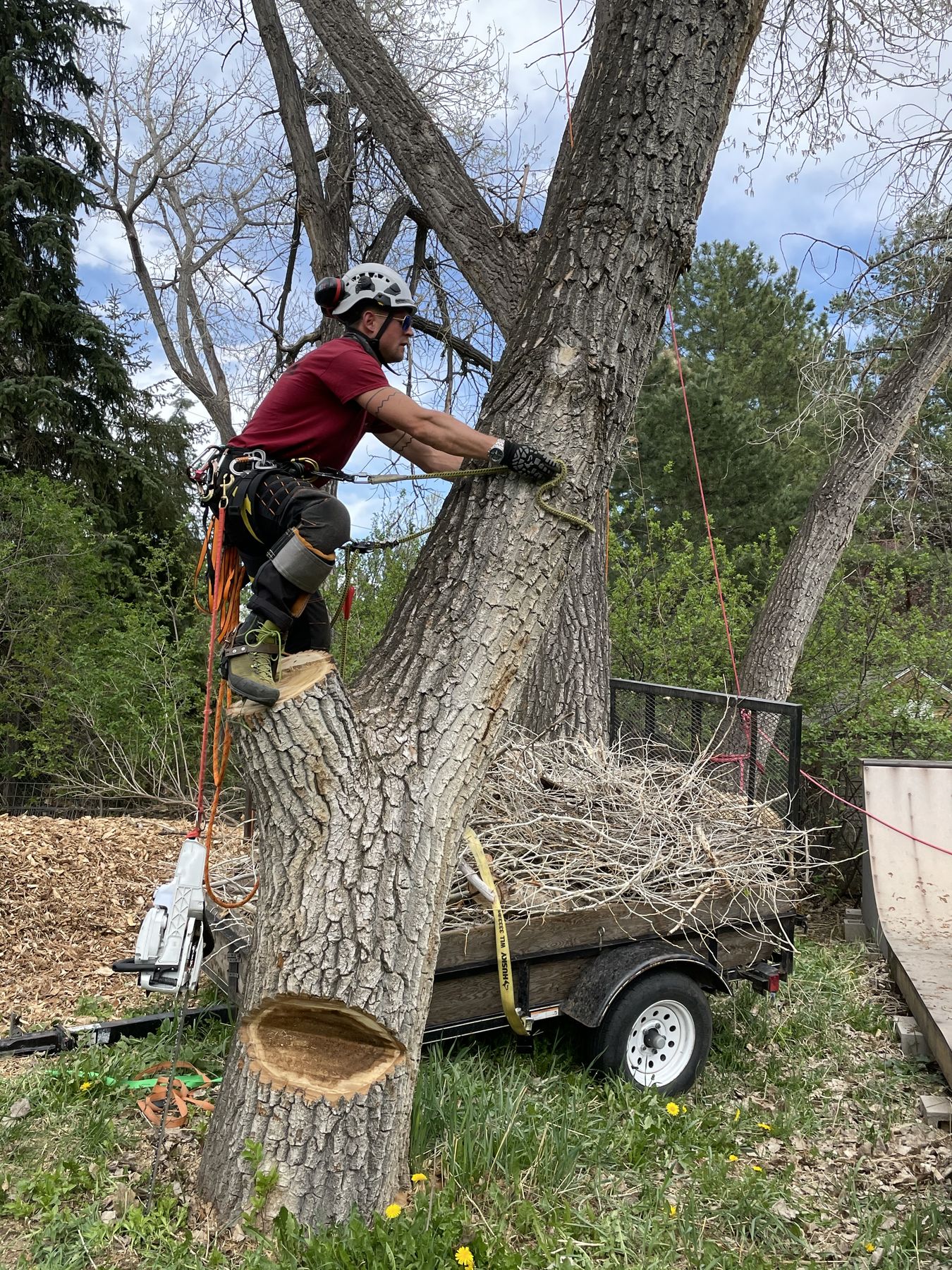 Tree removal sequence step 2: cut section lowered on rigging