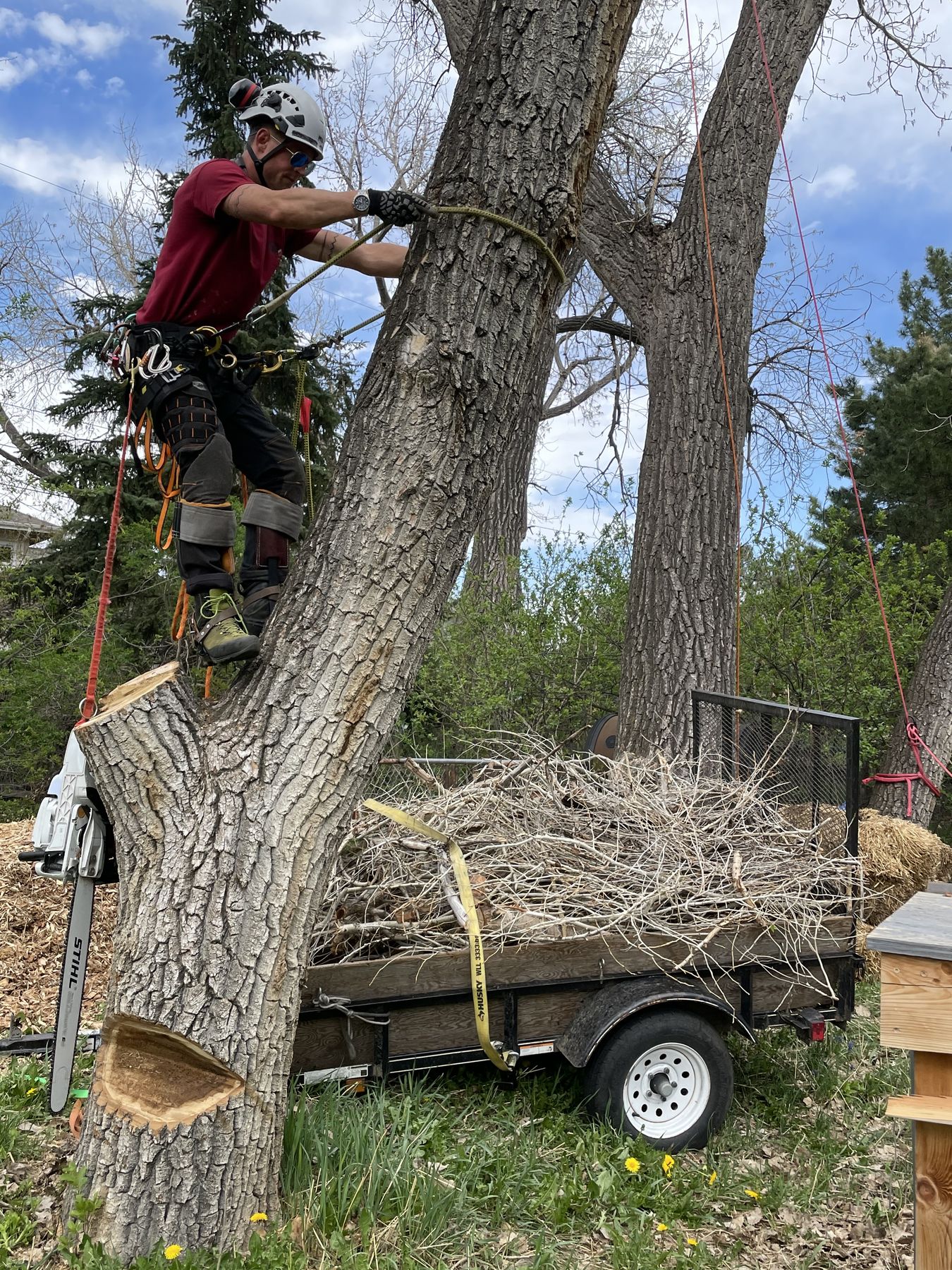 Tree removal sequence step 3: brush loaded on the trailer
