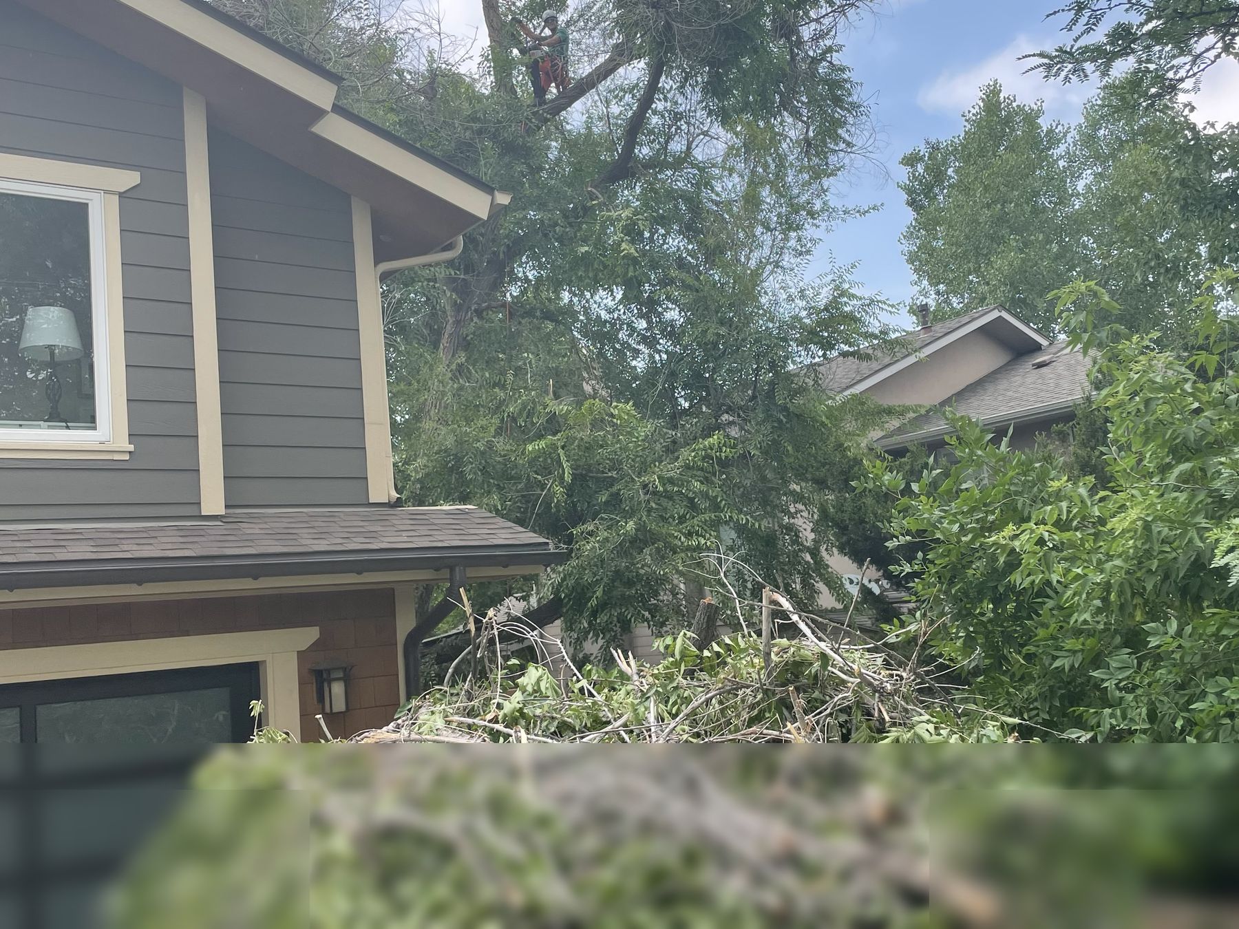 Residential tree work beside a home in Louisville, CO