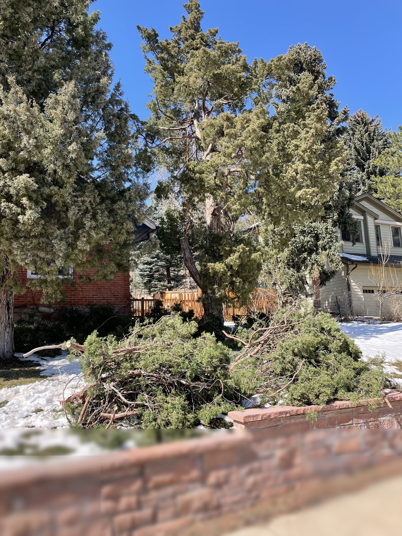 Tree broken by snow load over a retaining wall, assessed for risk