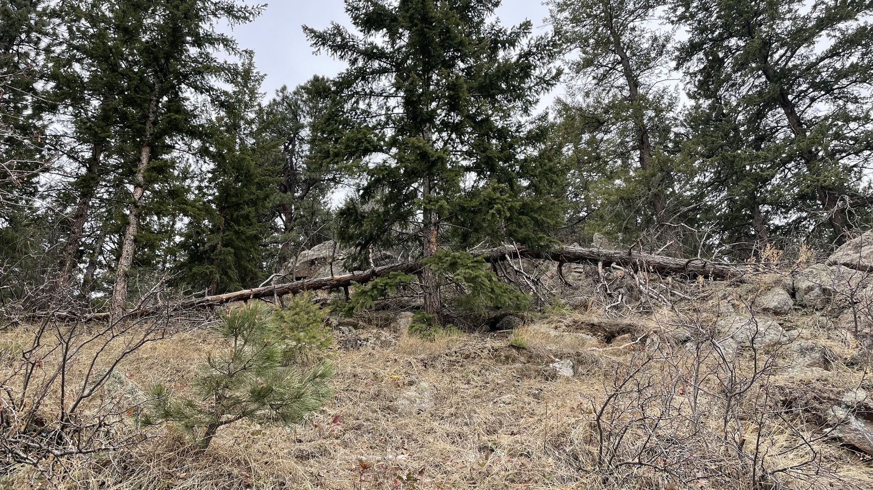 Thinned pine stand with cleared ground fuels for defensible space in Boulder County