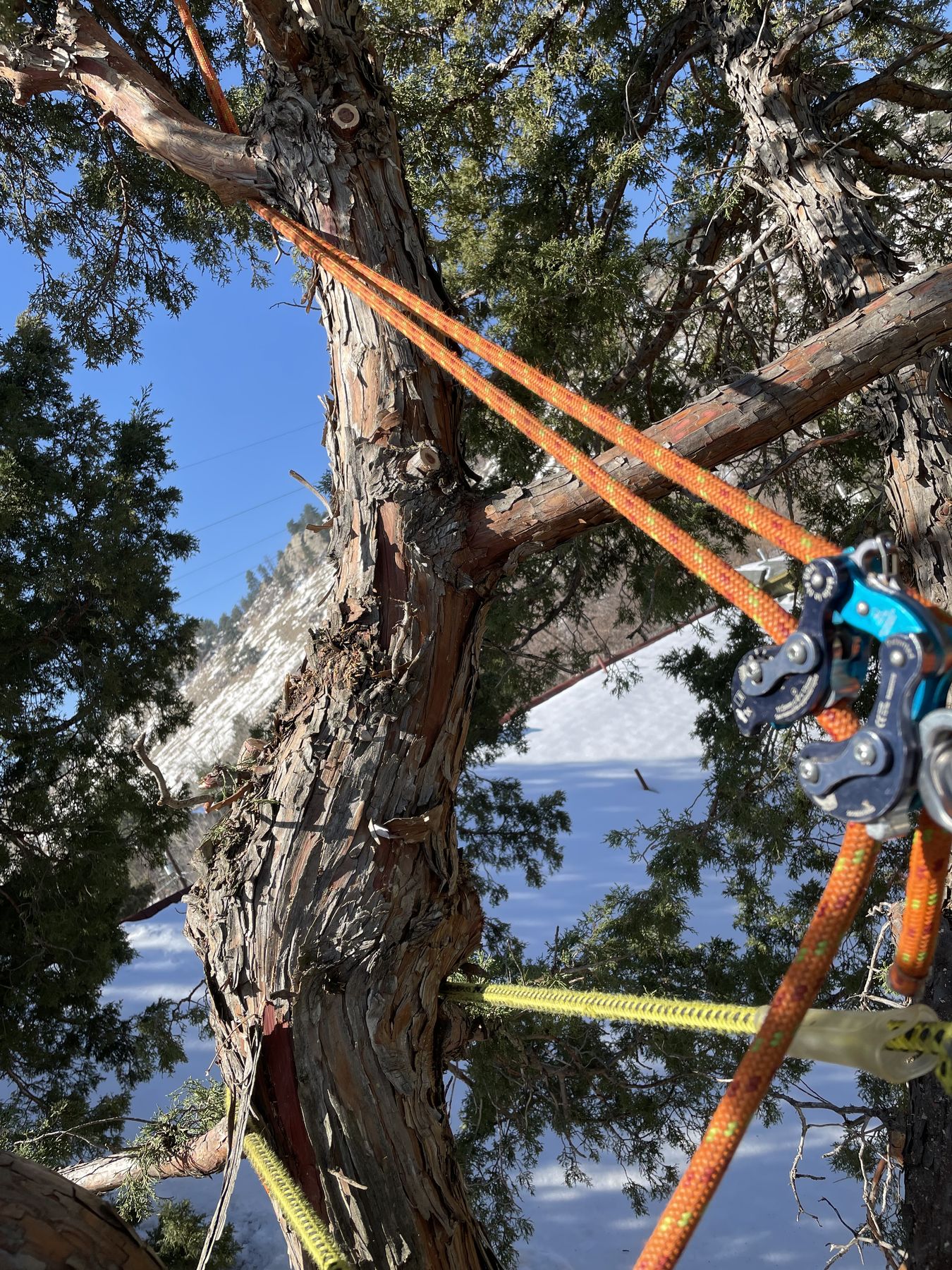 Rigging lines and hardware installed in a pine canopy