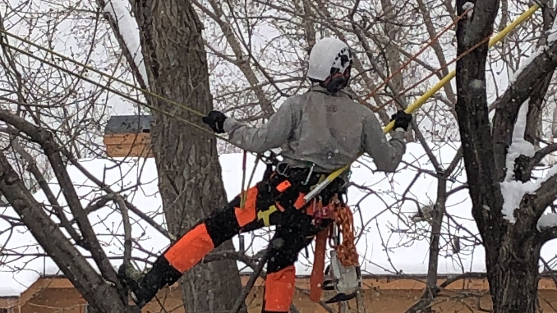 Arborist pruning a dormant tree in the snow, Boulder, CO